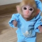 monke token